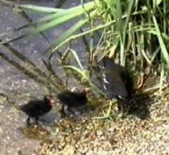 A mother feeding her chicks