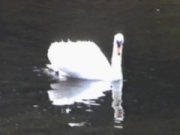 A swan on the mill race